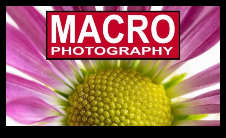 Cum să creezi videoclipuri macro uluitoare cu un buget 2 Macro-videografie DIY: Explorarea lumii microscopice