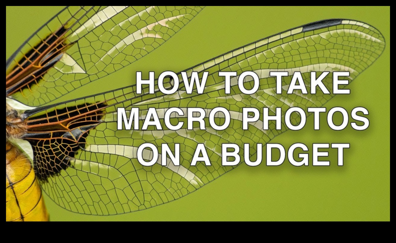 Cum să creezi videoclipuri macro uluitoare cu un buget 3 Macro-videografie DIY: Explorarea lumii microscopice