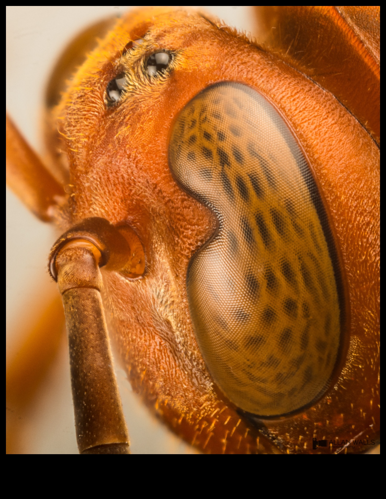 Cum să creezi videoclipuri macro uluitoare cu un buget 4 Macro-videografie DIY: Explorarea lumii microscopice