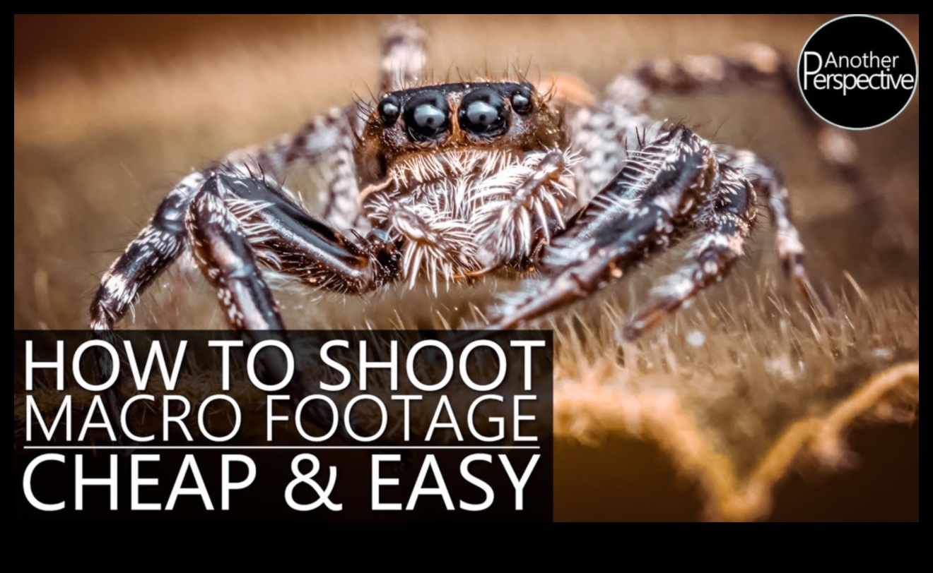 Cum să creezi videoclipuri macro uluitoare cu un buget 1 Macro-videografie DIY: Explorarea lumii microscopice